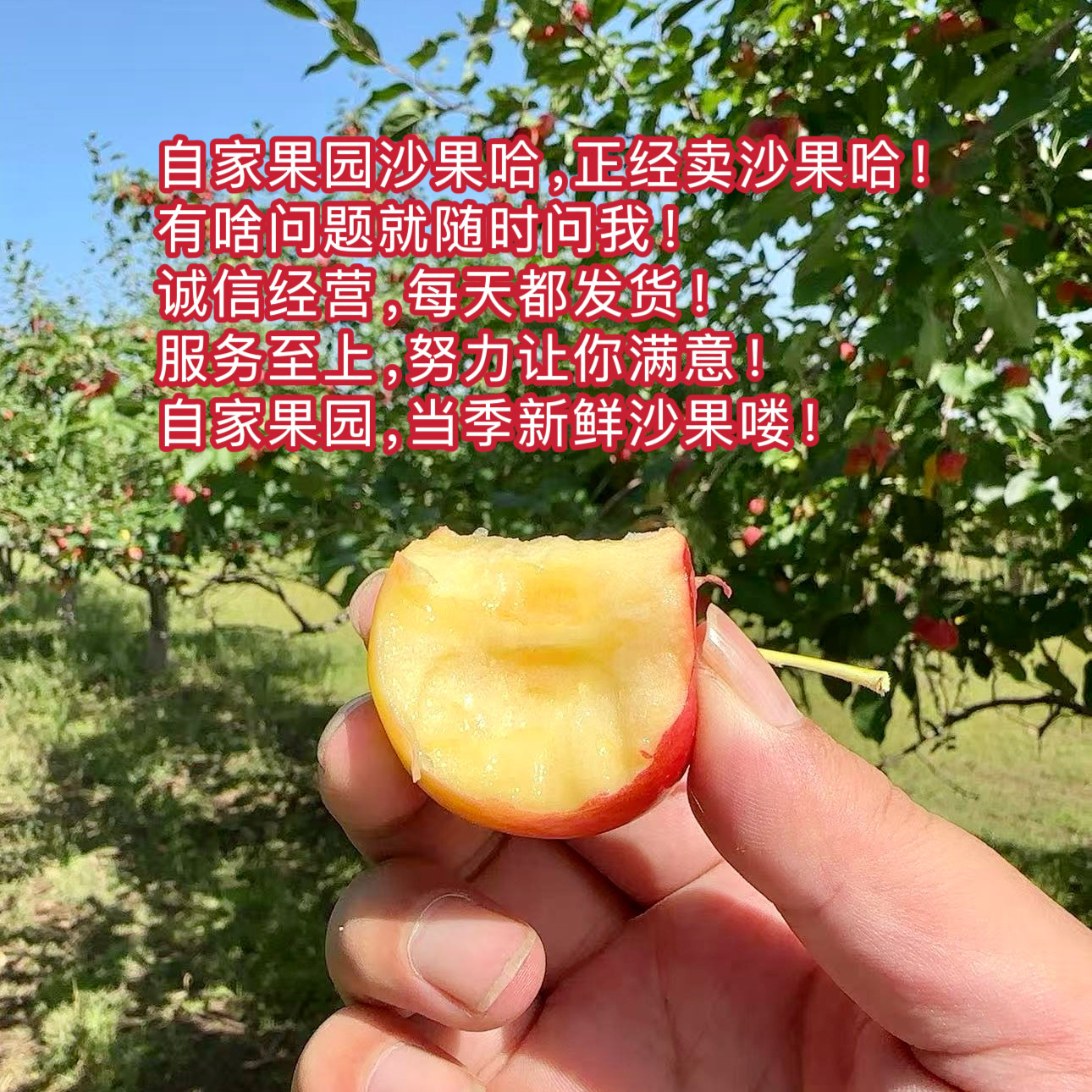 当季现货采摘东北沙果新鲜糖心酸苹果
