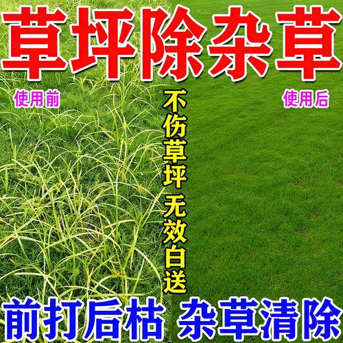 草坪除专用杂草剂马尼拉除杂草神器香附子牛筋草阔叶狗牙草清除剂