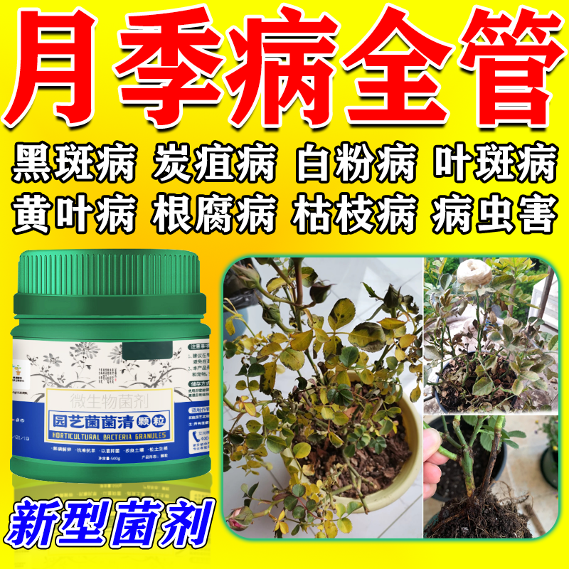月季花病全治专用药，一次好