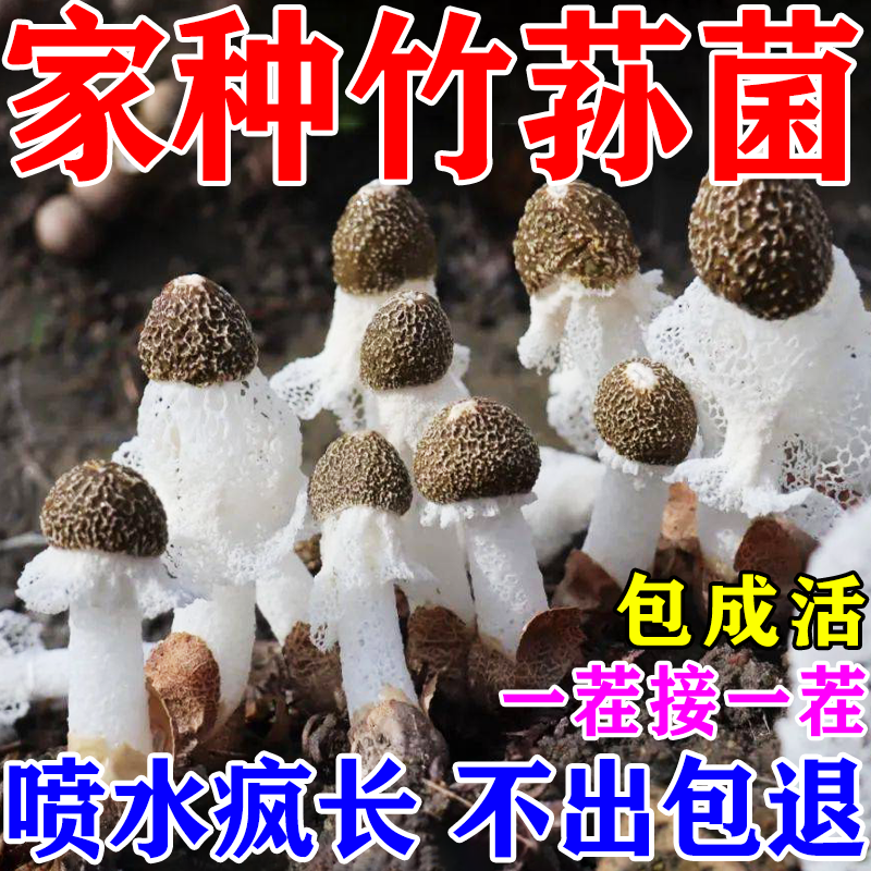 竹荪菌种菌菇种植包懒人栽培菌菇食用种植包阳台家庭装蘑菇可食用