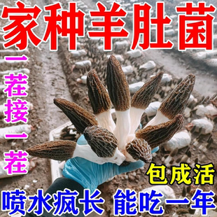 羊肚菌菌种蘑菇种植包盆栽儿童可食用阳台室内家庭自种食用菌包袋