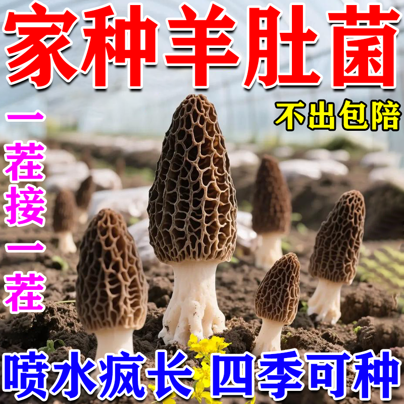 羊肚菌菌种蘑菇种植包盆栽儿童可食用阳台室内家庭自种食用菌包袋