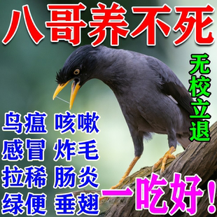 八哥专用药拉稀感冒肠胃积食腹泻噬菌体鹦鹉鸟用益生菌多维电解质