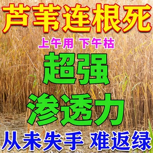 芦苇烂根药杀芦苇专用药除烂根剂灭除水花生草烂根剂藕塘鱼塘农田