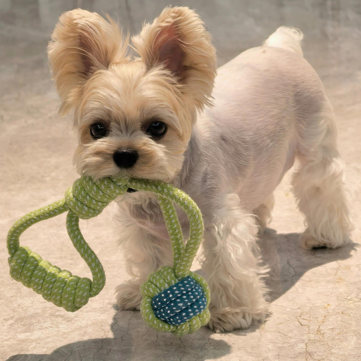 宠物耐咬磨牙玩具自嗨解闷神器！