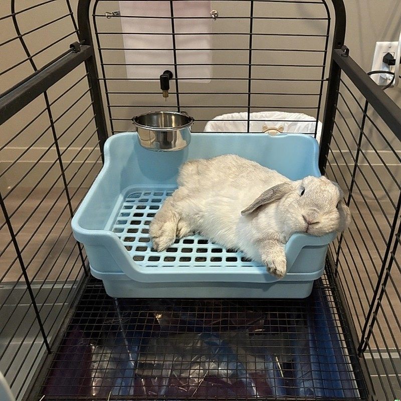 宠物兔子厕所侏儒兔垂耳兔专用便盆大号荷兰猪花枝鼠厕所可固定,宠物/宠物食品及用品,兔兔厕所,淘宝优惠券,粉丝福利购,淘宝优惠卷