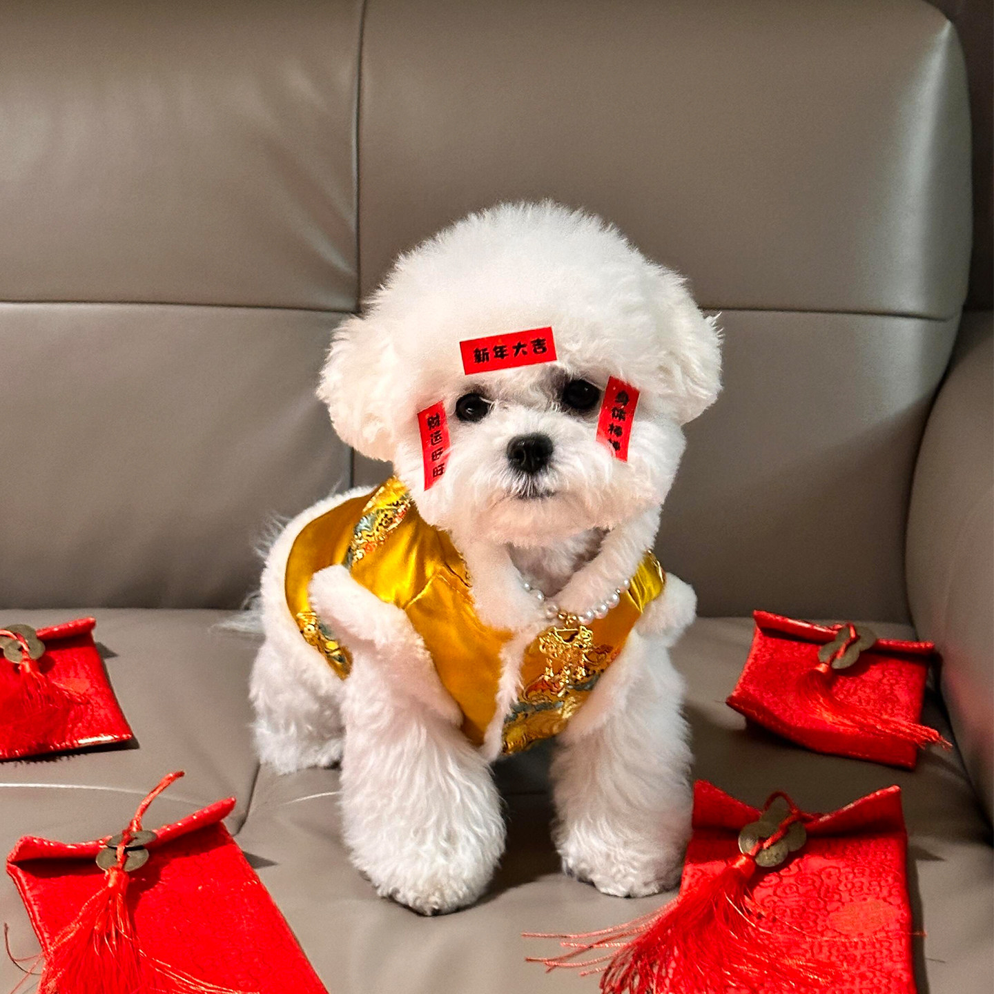 宠物狗狗新年衣服小型犬比熊猫咪衣服加绒马甲唐装过年喜庆拜年服,宠物/宠物食品及用品,狗宠物服装/雨衣,淘宝优惠券,粉丝福利购,淘宝优惠卷