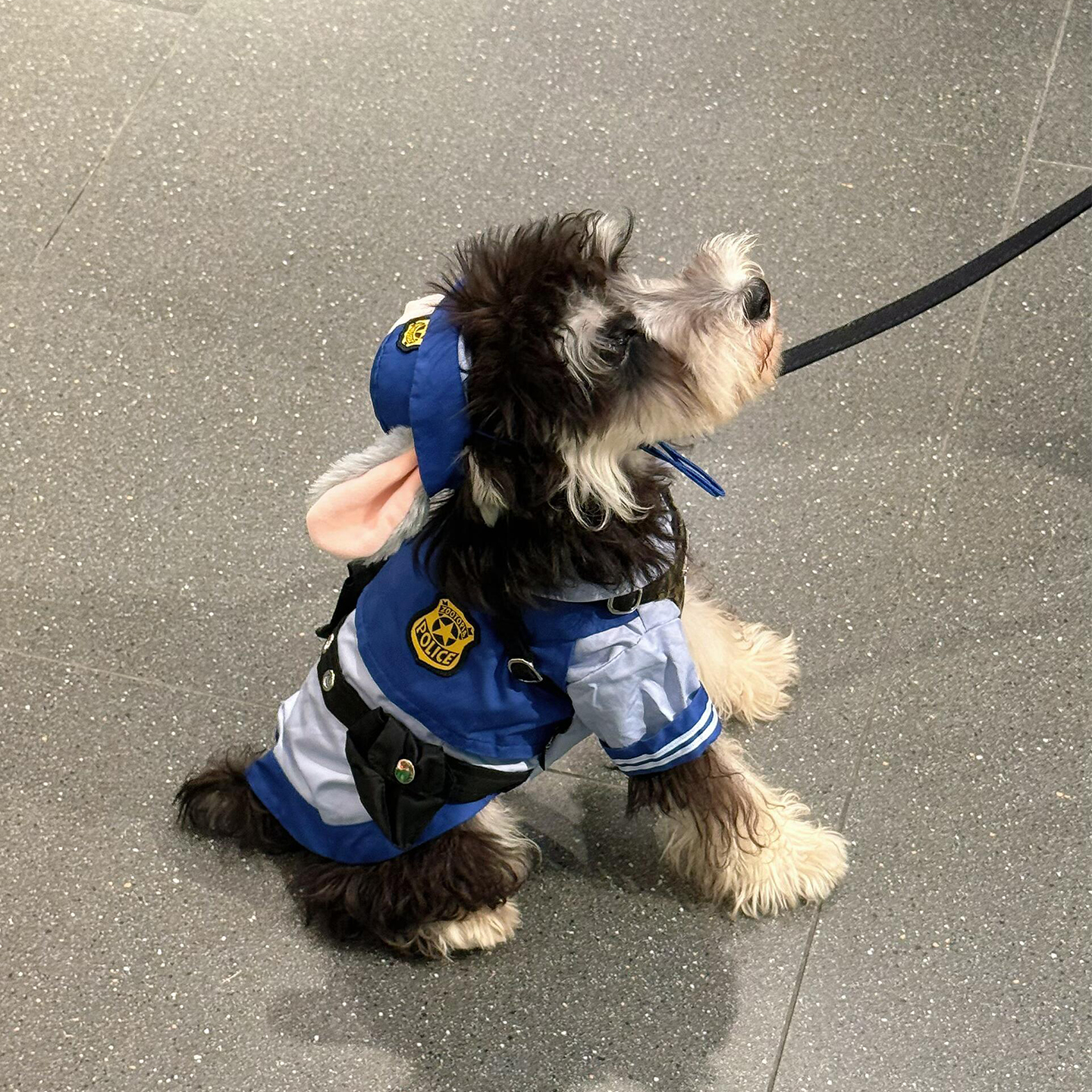 可爱到犯规！宠物朱迪警官COS服