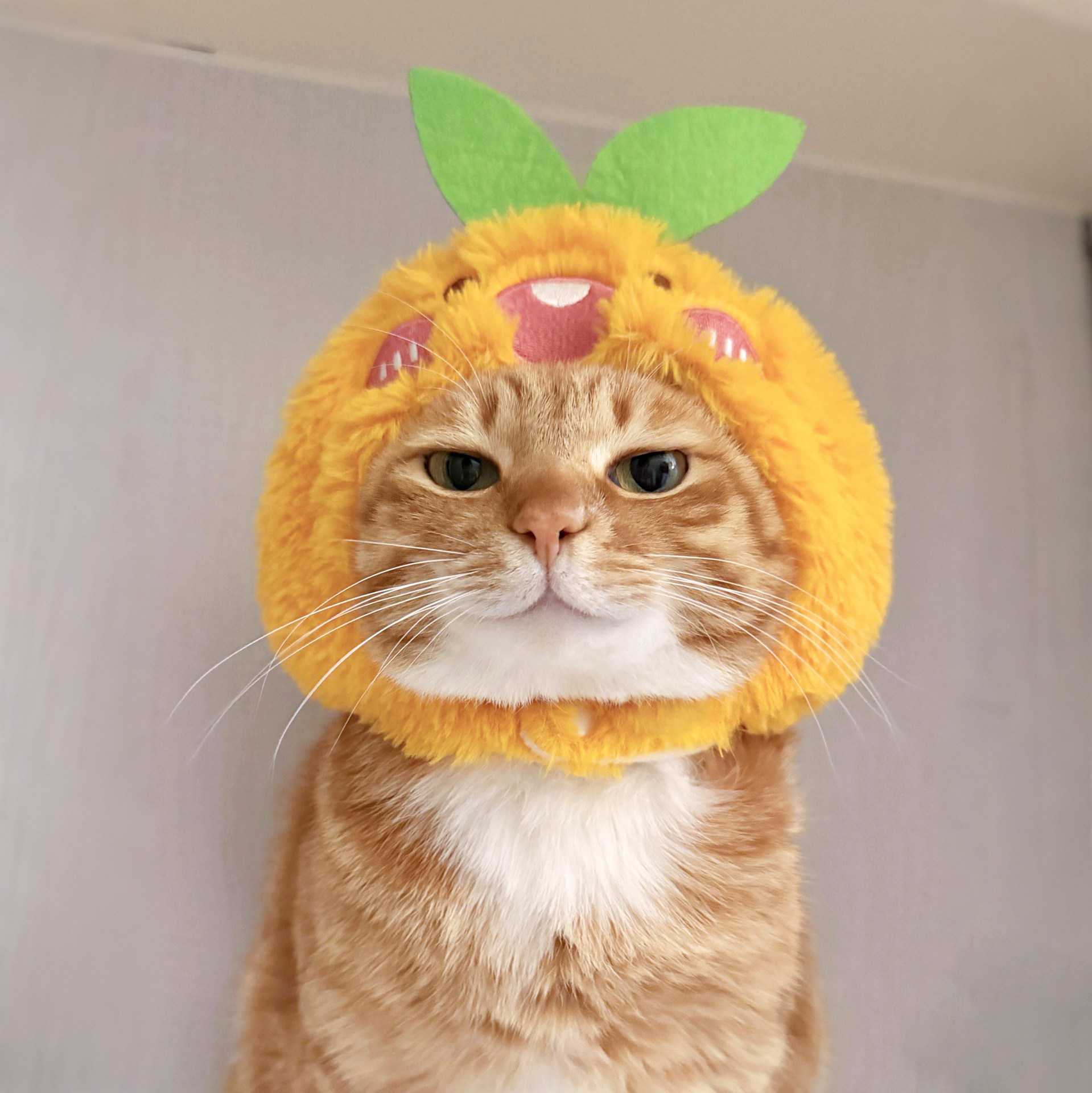 橘子猫咪帽子毛绒宠物头套狗狗头饰变装帽可爱搞怪小配饰拍照道具,宠物/宠物食品及用品,帽子,淘宝优惠券,粉丝福利购,淘宝优惠卷