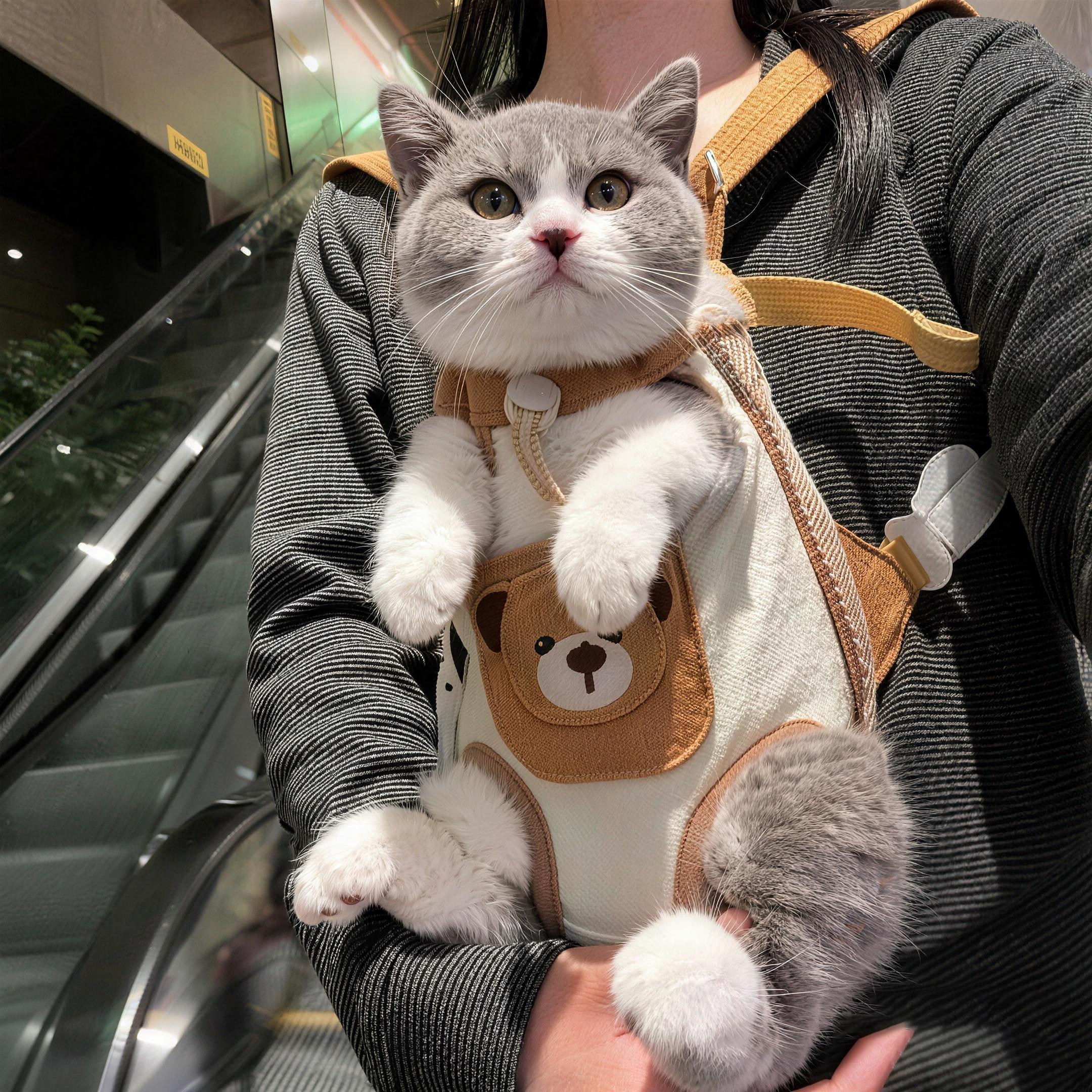 猫咪社会化神器！宠物外出前置包图片