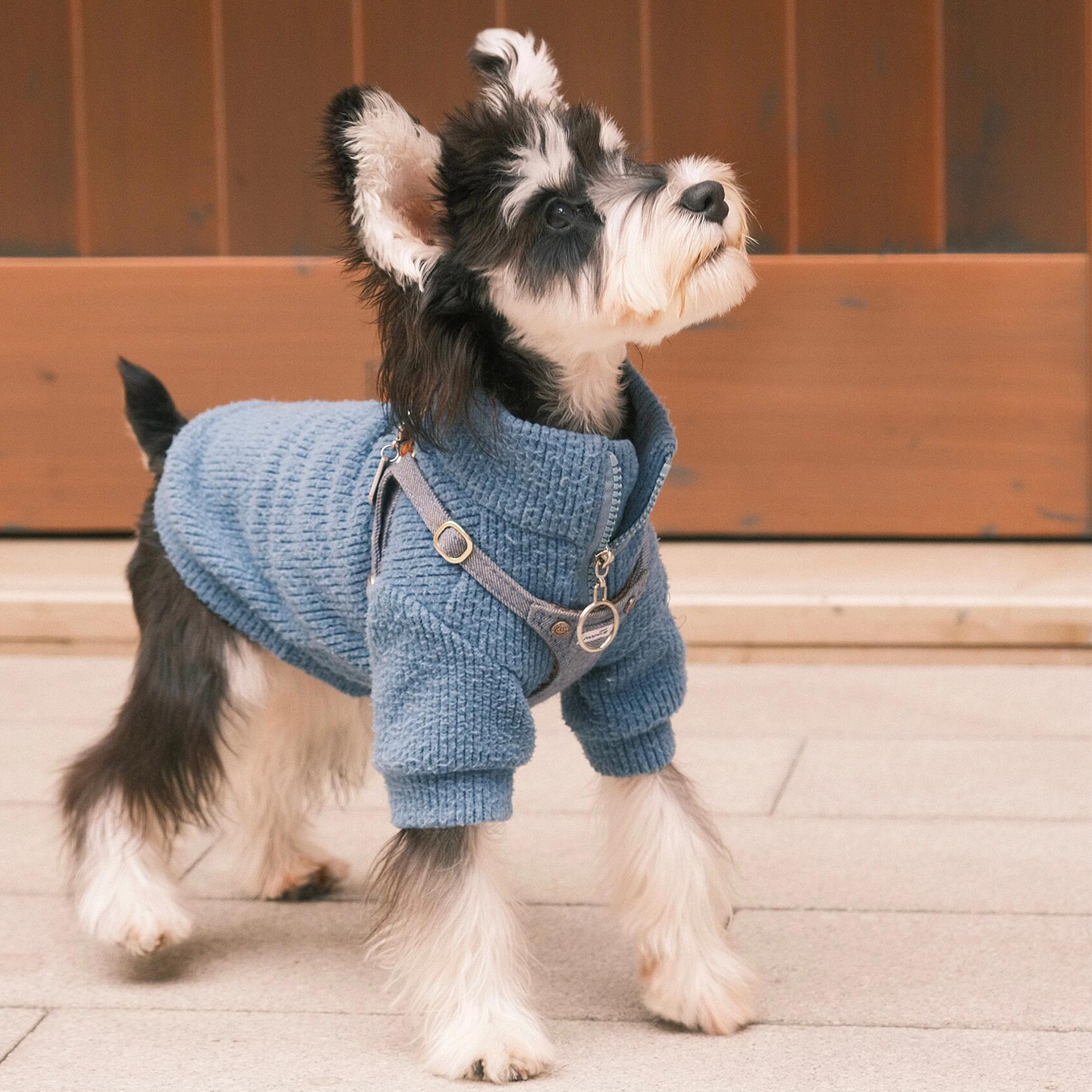 【萌宠OOTD】秋冬雪纳瑞狗狗衣服