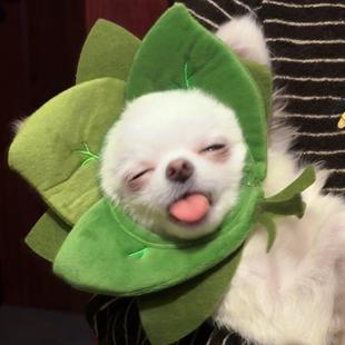 宠物柚子叶帽子可爱猫咪头饰狗狗头套露耳朵小型犬搞笑拍照道具