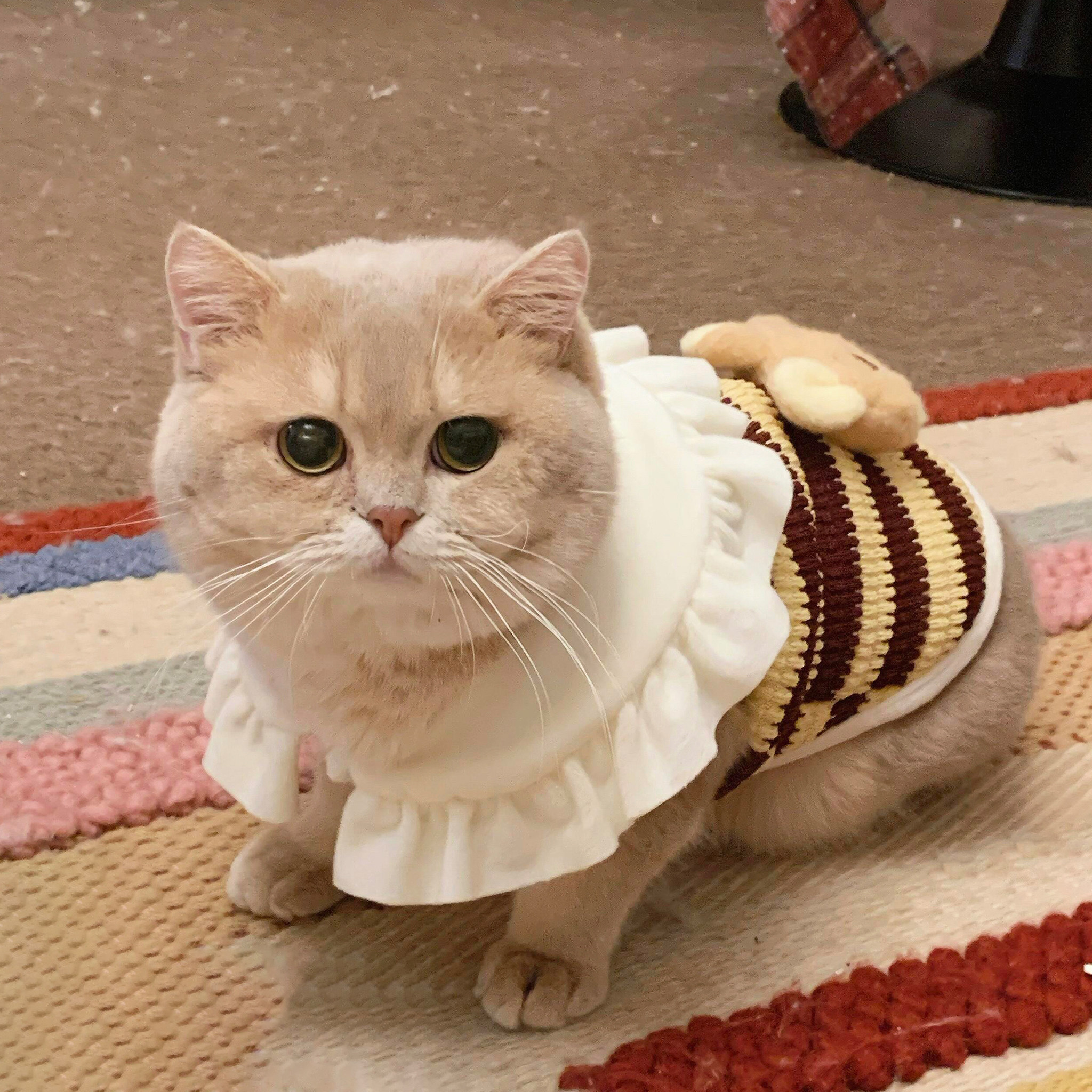 宠物猫咪衣服冬装防掉毛马甲加绒狗狗背心狐狸小兔无袖衣可牵引,宠物/宠物食品及用品,猫宠物服装/雨衣（新）,淘宝优惠券,粉丝福利购,淘宝优惠卷