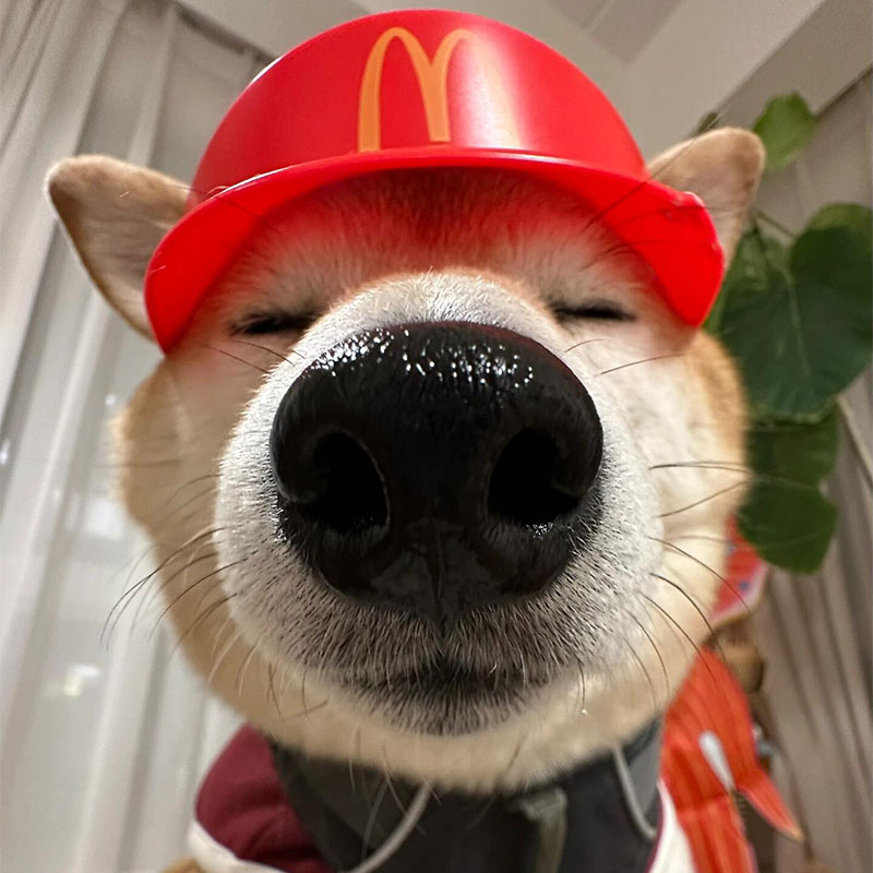 宠物狗狗麦当劳员工帽子拍照道具