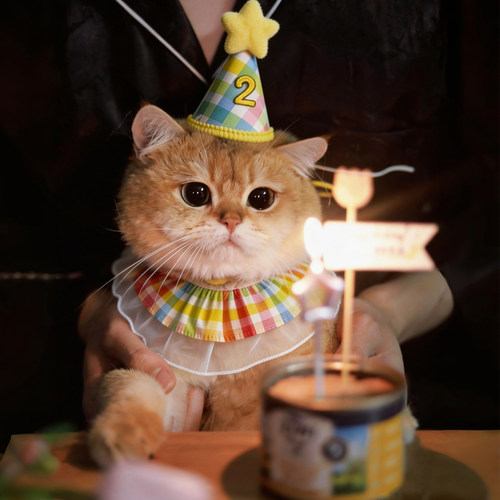 宠物生日装饰套装，拍照超出片