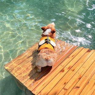 小蜜蜂狗狗救生衣宠物游泳衣服中小型犬比熊泰迪猫咪玩水夏季泳衣