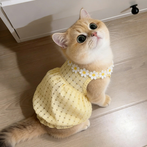 【萌宠OOTD】夏季薄款甜美连衣裙