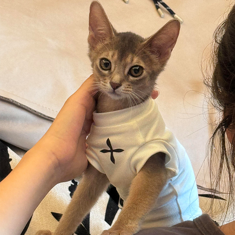猫咪衣服防掉毛薄款小背心卫衣