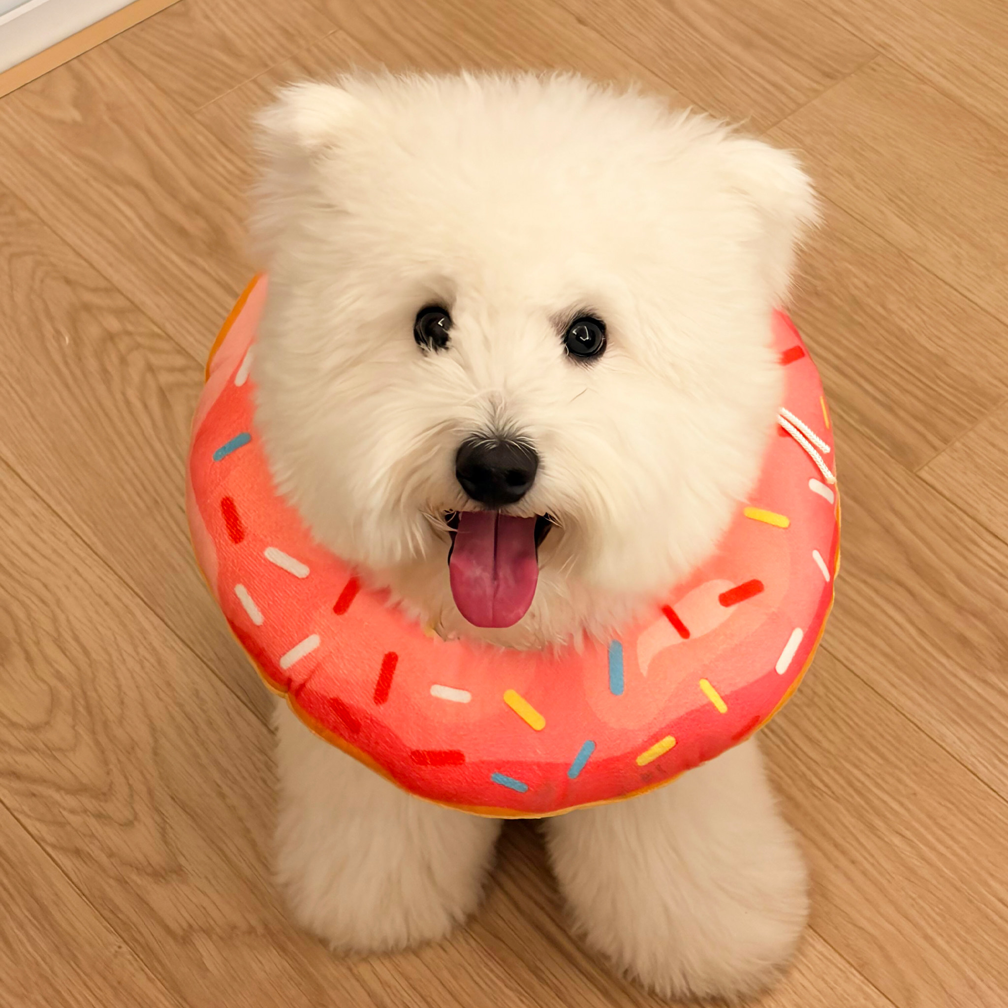 甜甜圈伊丽莎白圈猫狗软圈宠物脖圈绝育项圈防舔脖套可调节小型犬,宠物/宠物食品及用品,宠物伊丽莎白圈,淘宝优惠券,粉丝福利购,淘宝优惠卷