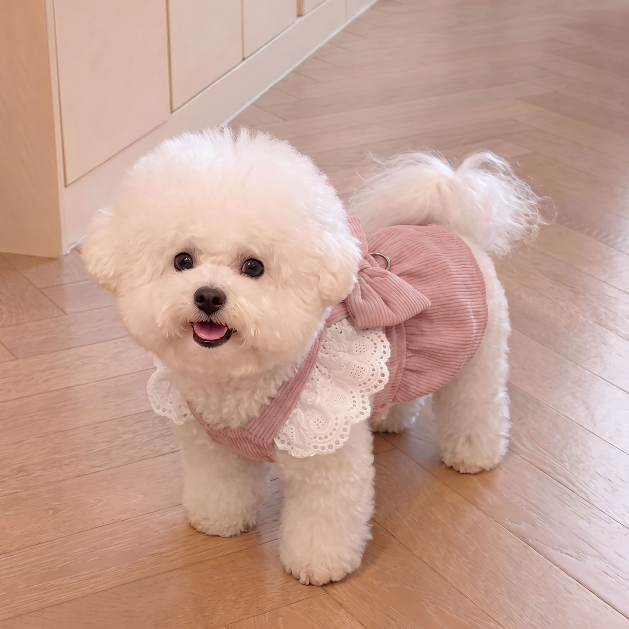 狗狗衣服秋冬宠物服装2026新款小型犬比熊雪纳瑞猫咪吊带裙灯芯绒