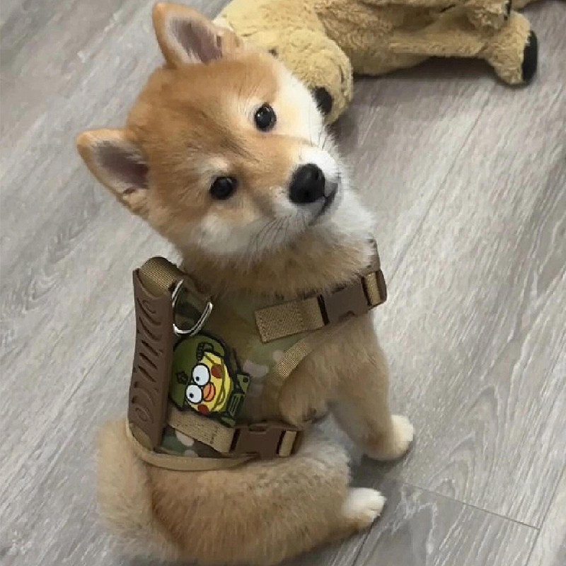 战术狗狗胸背牵引绳柴犬外出神器图片