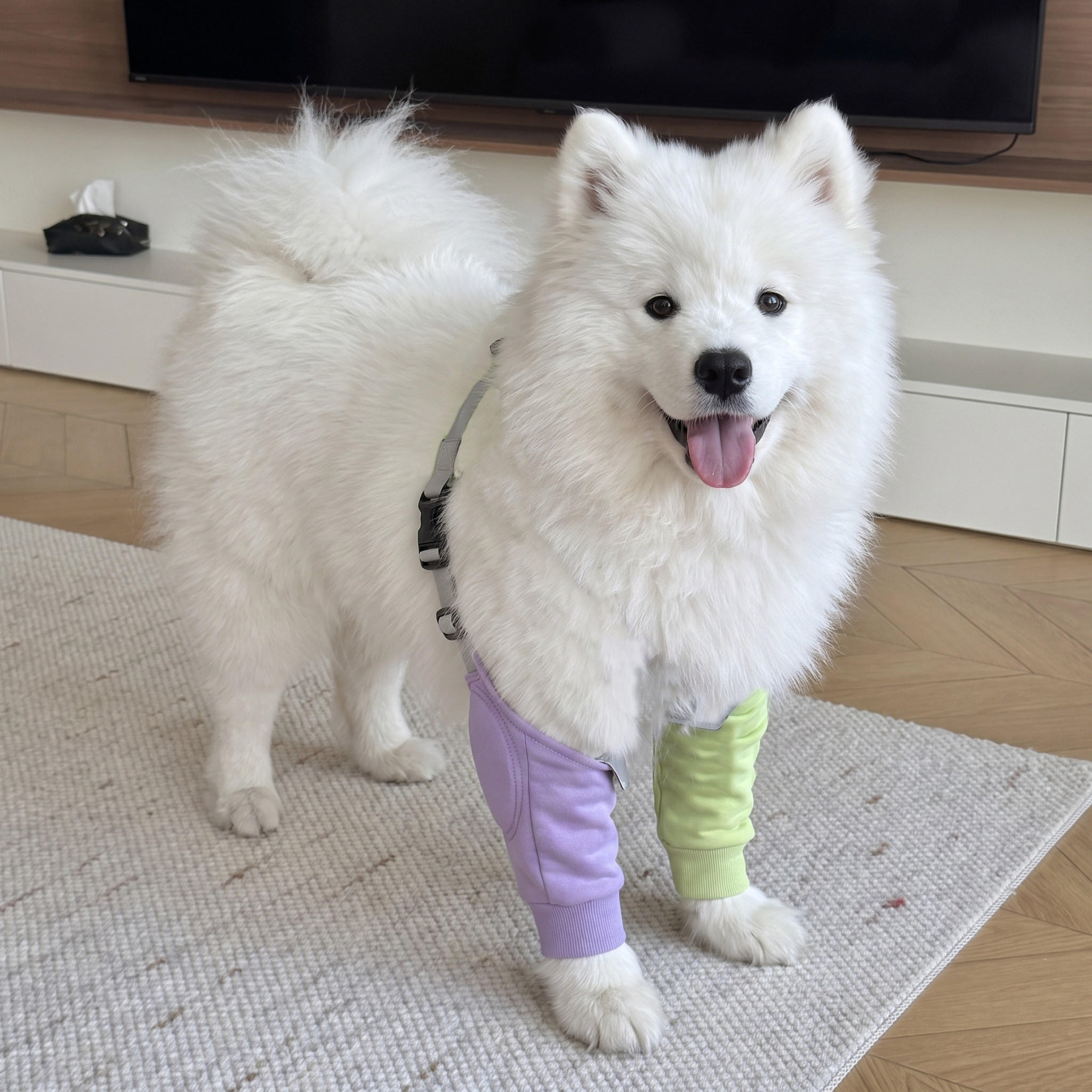 大狗关节救星！中大型犬护肘套图片