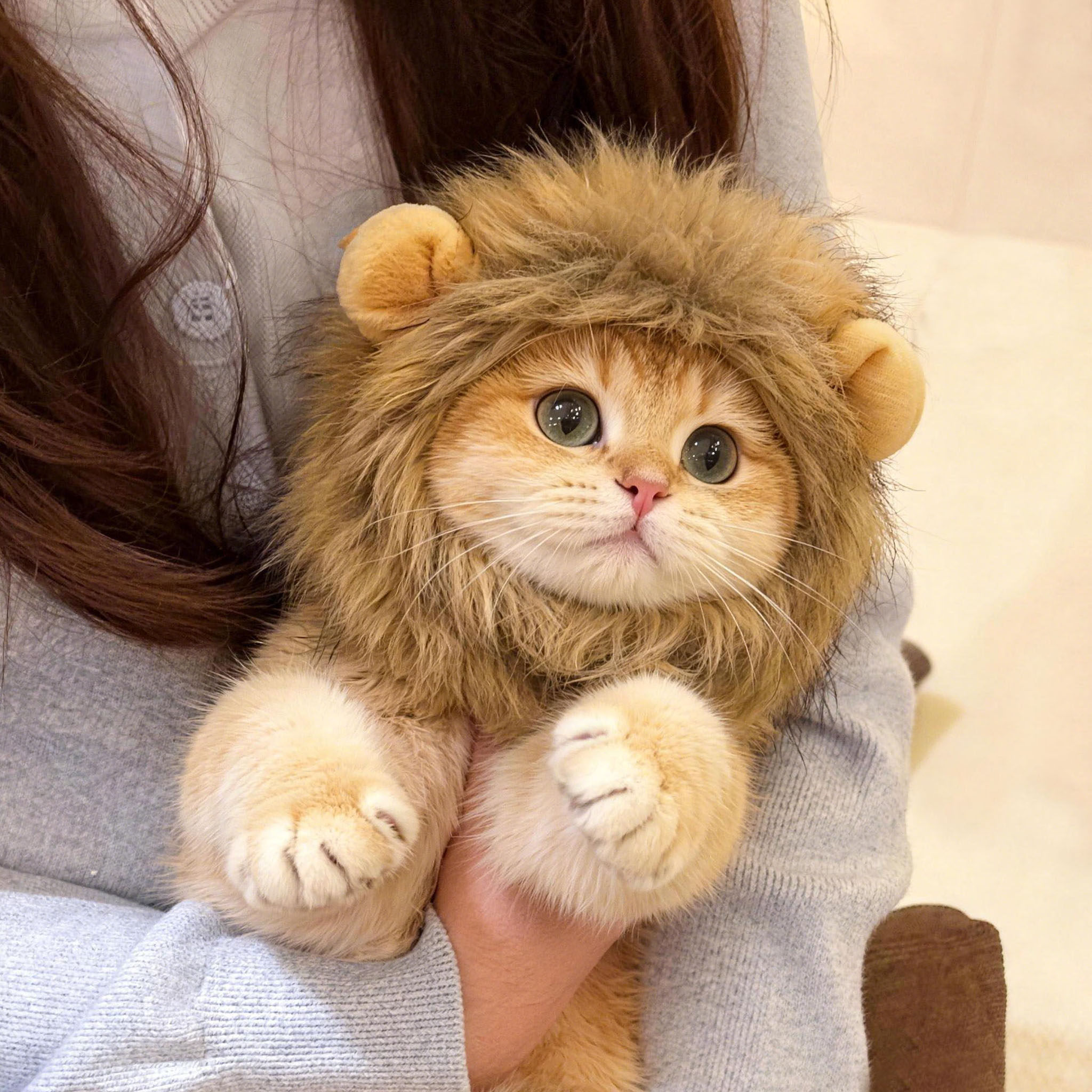 萌晕了！小咪秒变凶猛大狮叽！图片