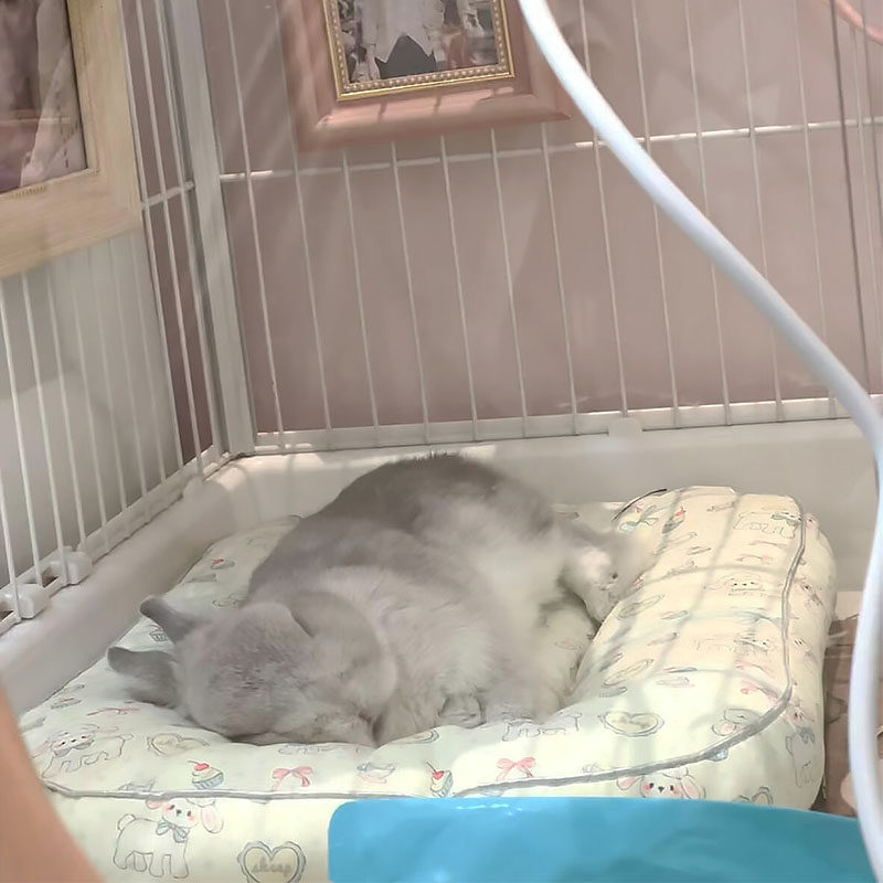 猫窝狗窝宠物冰垫防水兔子趴趴垫图片