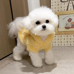 狗狗衣服小型犬比熊泰迪雪纳瑞连帽卫衣猫咪两脚衣保暖防掉毛睡衣