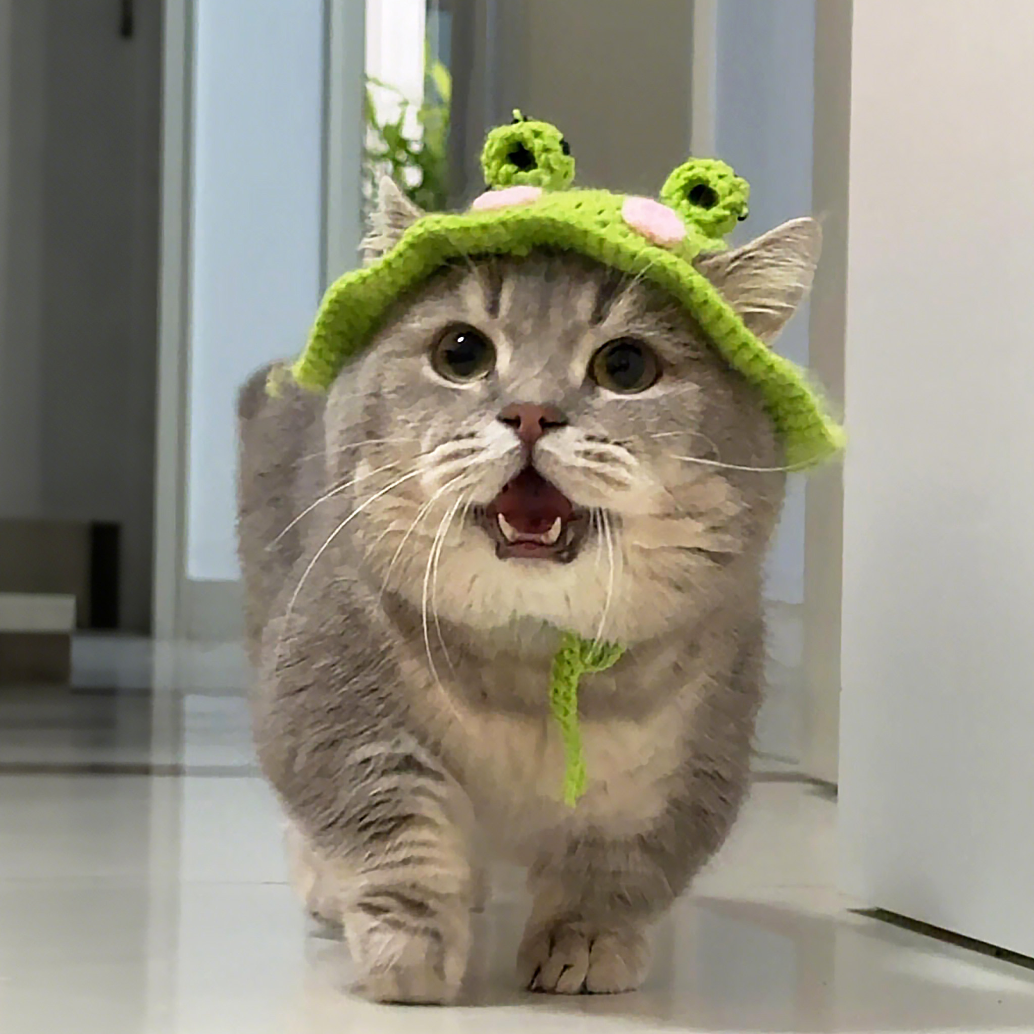 小青蛙猫咪帽子露耳朵狗狗头饰可爱花朵宠物变装帽手工编织针织帽,宠物/宠物食品及用品,帽子,淘宝优惠券,粉丝福利购,淘宝优惠卷