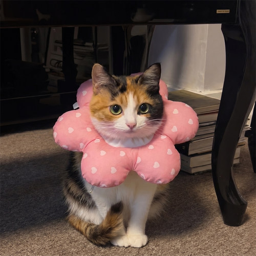 猫咪防护项圈，防舔护伤可调节