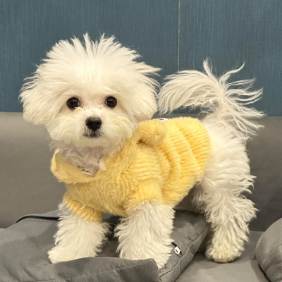 【萌宠过冬OOTD】加绒连帽卫衣