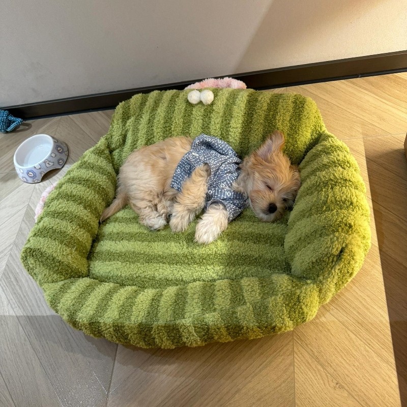 狗窝四季通用懒人沙发可提窝中小型犬柯基法斗保暖猫窝猫床垫子,宠物/宠物食品及用品,狗窝/屋/帐篷/沙发,淘宝优惠券,粉丝福利购,淘宝优惠卷