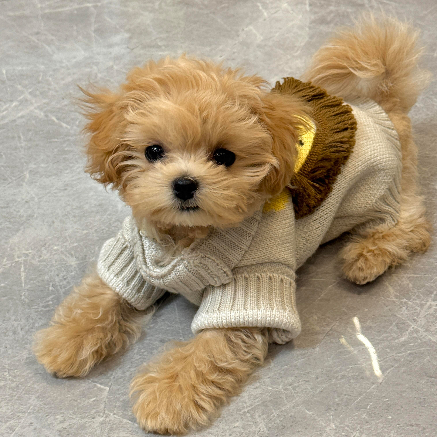 小狮子毛衣宠物衣服秋冬季保暖