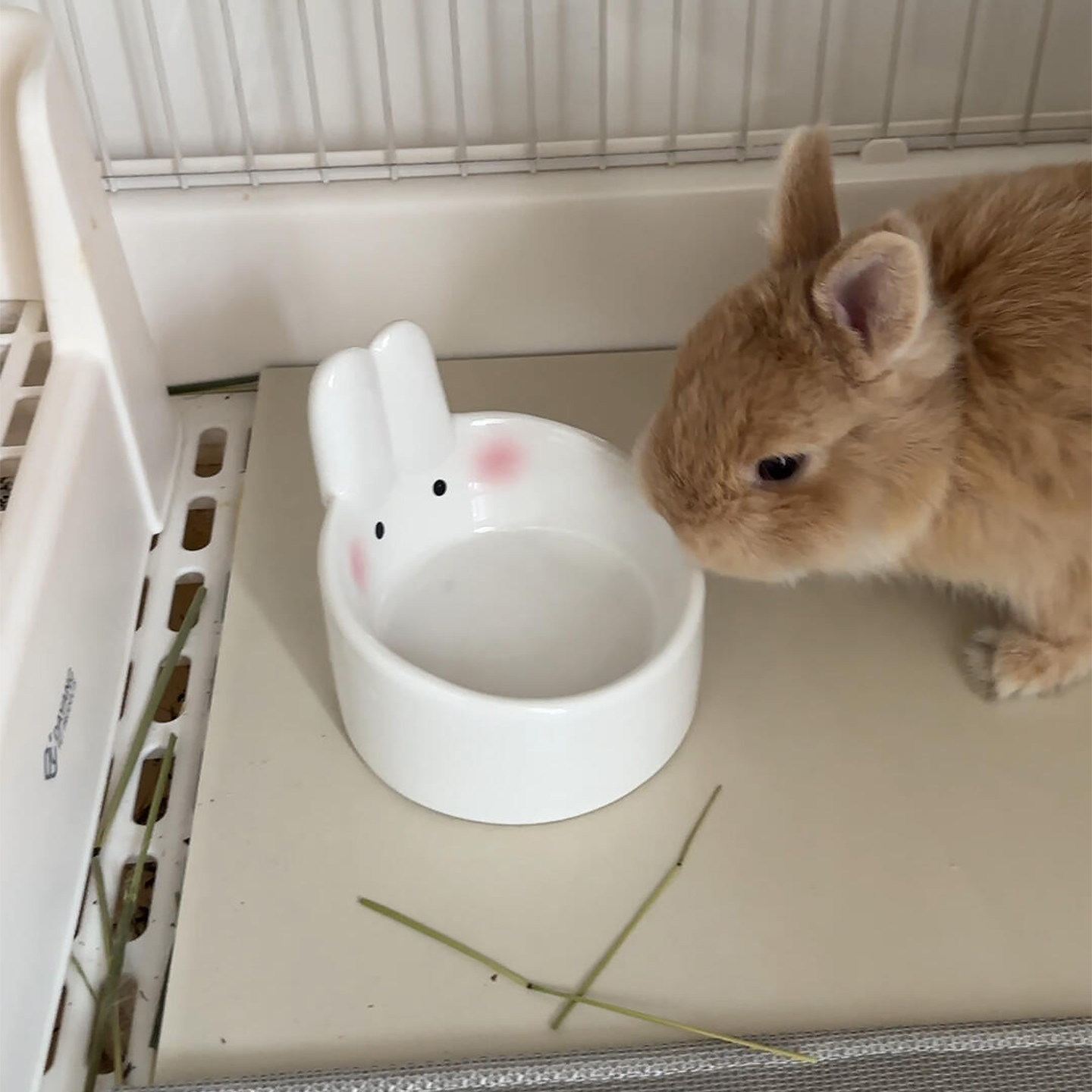 这个兔子食盒太好看了！是陶瓷的