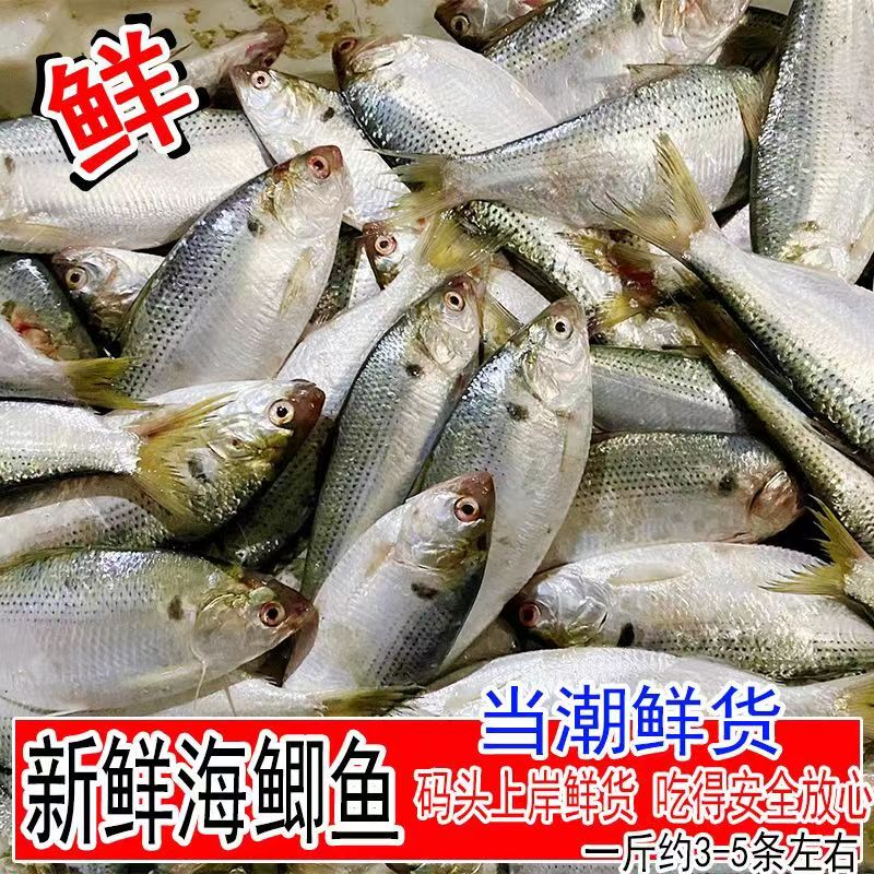 当天现捕鲜活新鲜海鲫鱼冰鲜鲫鱼板海鲜水产青鳞鱼黄刺鱼,水产肉类/新鲜蔬果/熟食,鲈鱼,淘宝优惠券,粉丝福利购,淘宝优惠卷