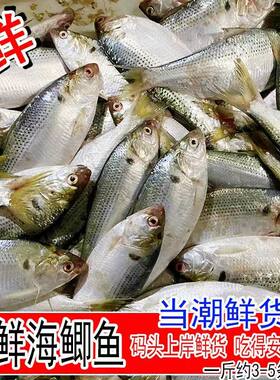 当天现捕鲜活新鲜海鲫鱼冰鲜鲫鱼板海鲜水产青鳞鱼黄刺鱼