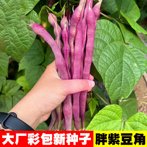 [冻死鬼]八月忙紫豆角种子