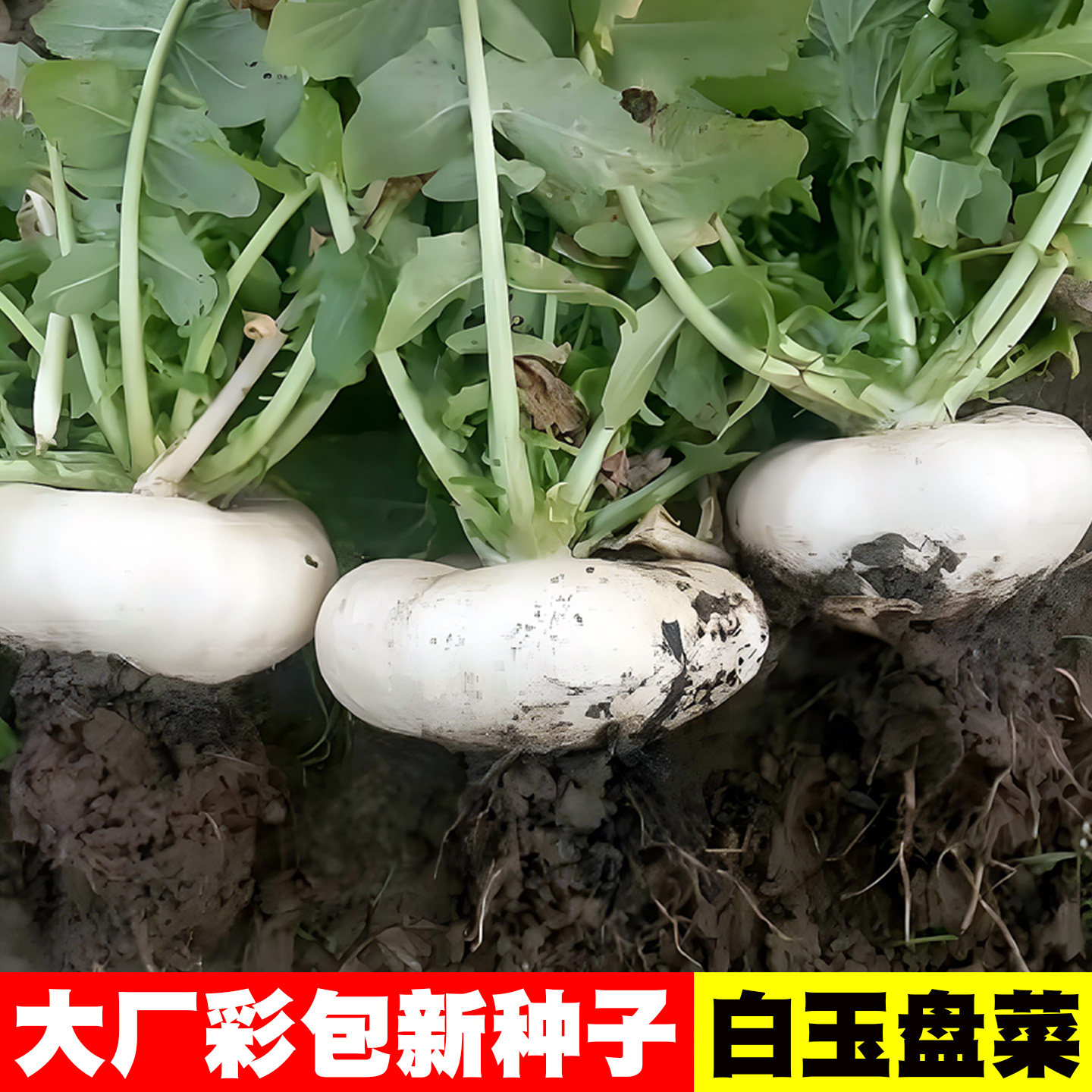 白玉盘菜种子浙江温州特产盘菜籽种四季蔬菜萝卜大头菜圆根菜种籽