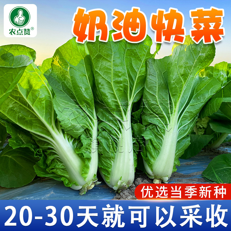[30天采收]四季种植奶油快菜种子