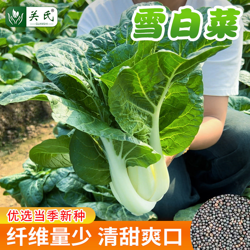 雪白菜种子白雪中脚奶白菜叶色翠绿叶柄肥甜脆白菜春秋播种蔬菜