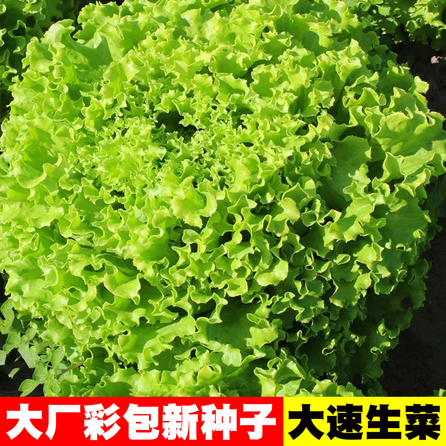 [20天采收]生菜种子大全