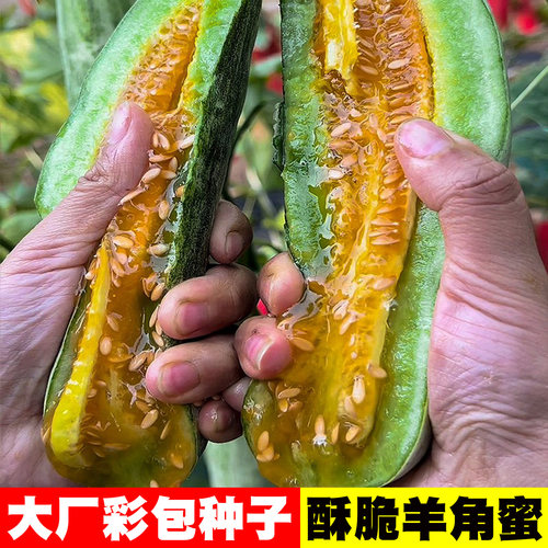 山东花皮脆羊角蜜甜瓜种子