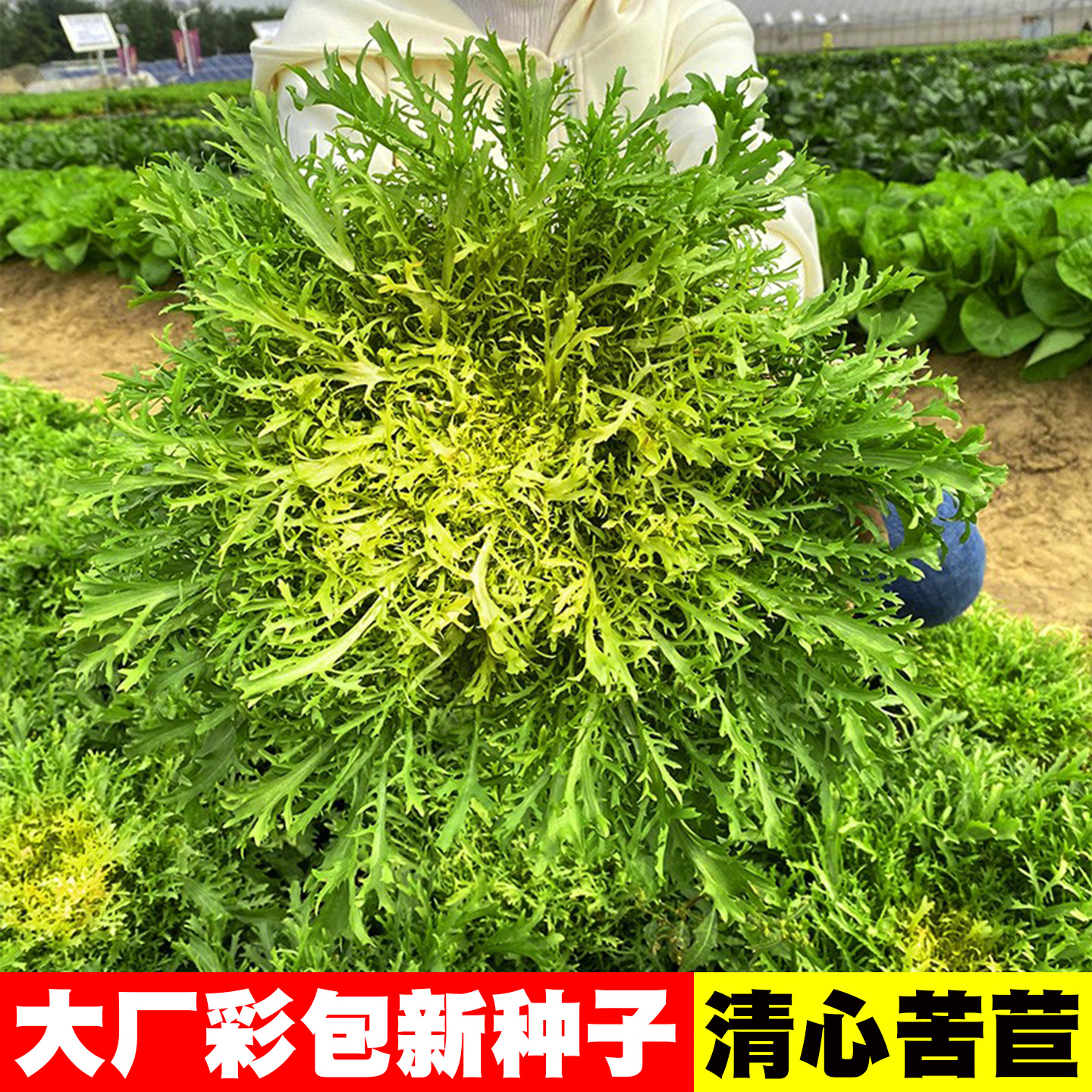 苦菊种子细叶清心苦苣籽种