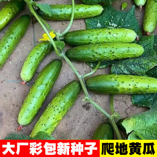 [不用搭架]懒人爬地黄瓜种子
