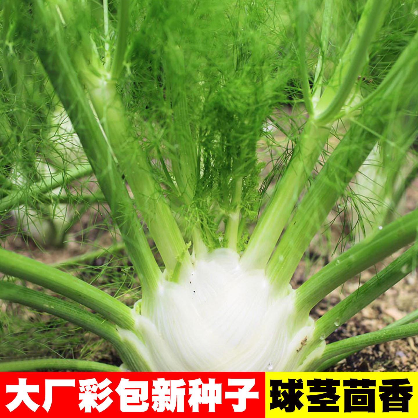 [香味浓郁]荷兰球茎茴香种子