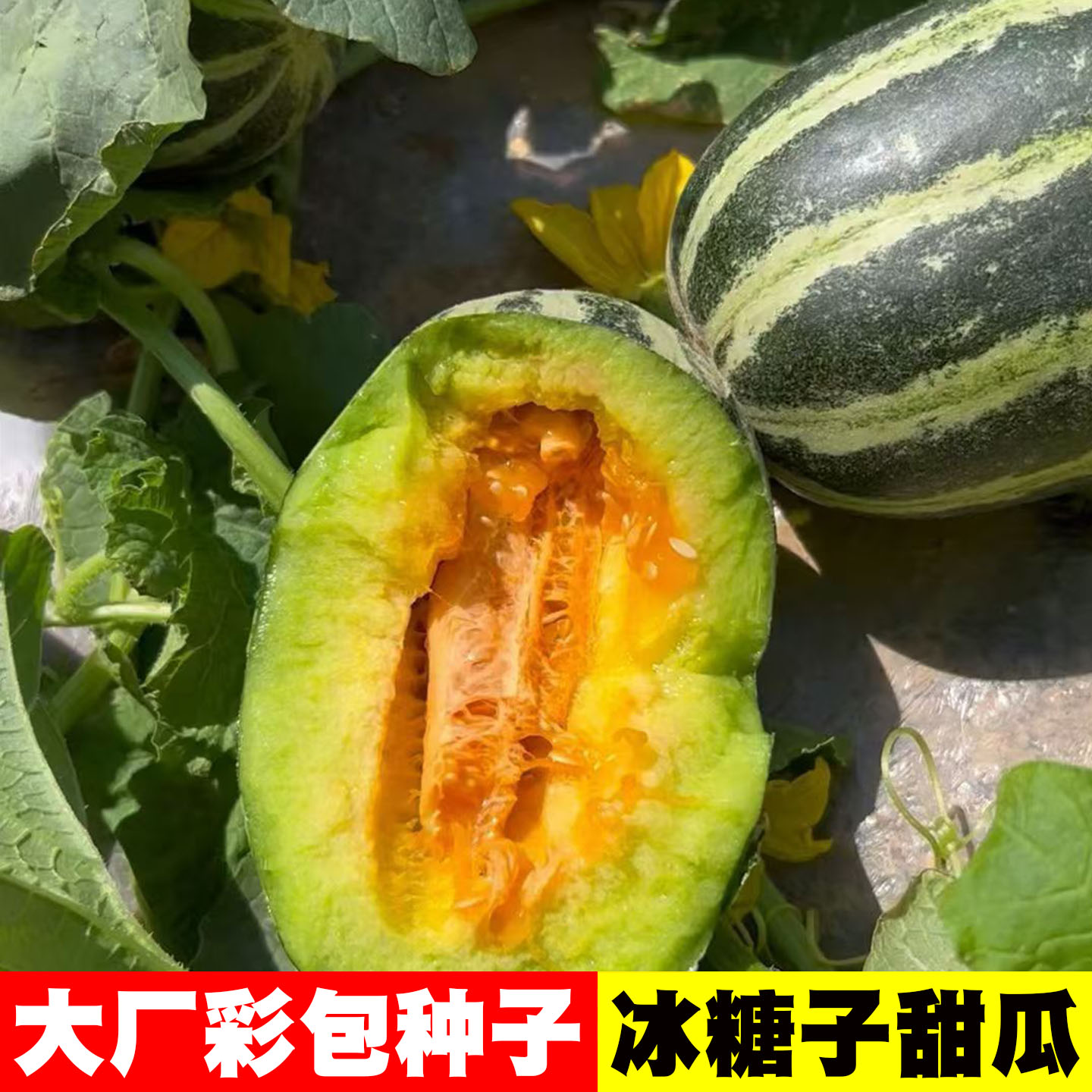 [超甜]冰糖甜瓜香瓜种子
