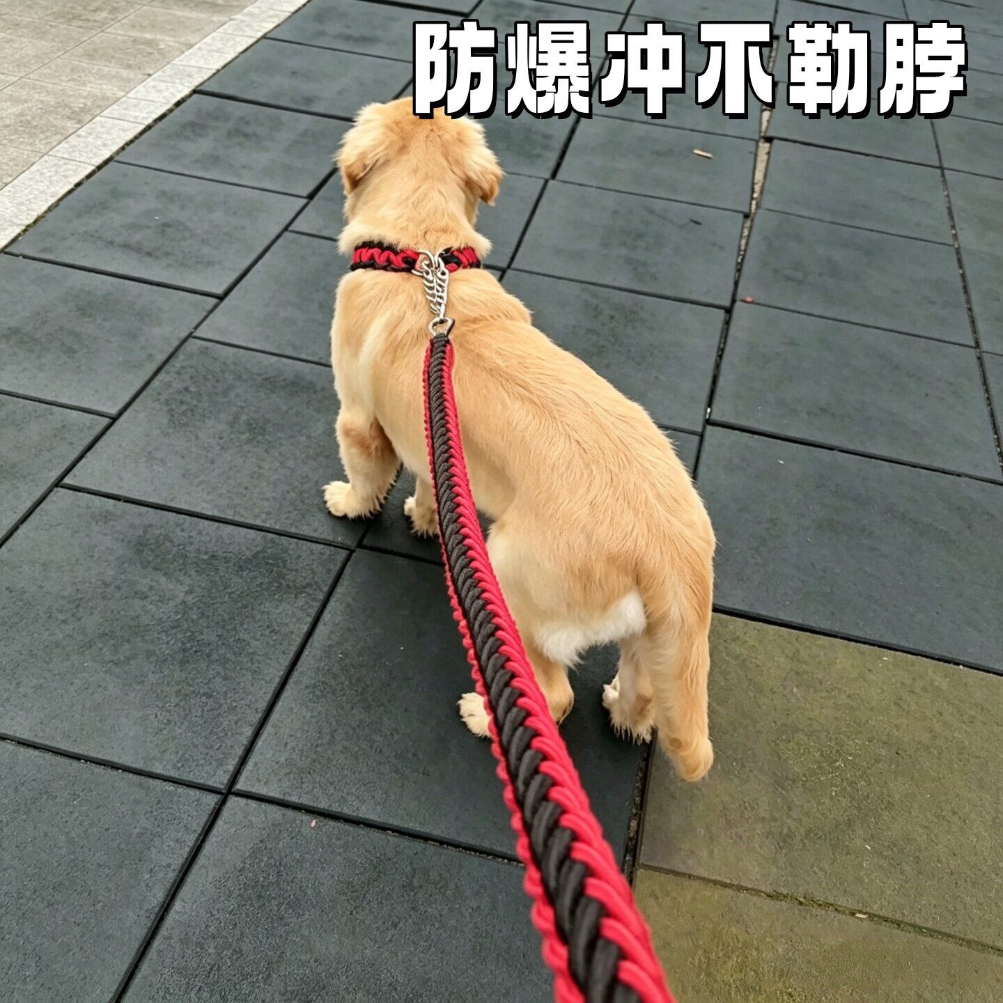 立减5元防挣脱不勒脖栓狗绳子