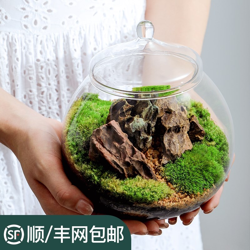 瓶中植物生态瓶青苔苔藓微景观绿植物盆栽鲜活包邮创意diy小盆景