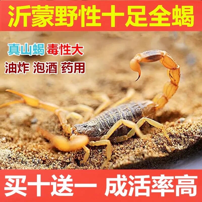 蝎子活虫活蝎子沂蒙山十足全蝎活体正宗沂蒙山东亚钳蝎毒蝎子包邮